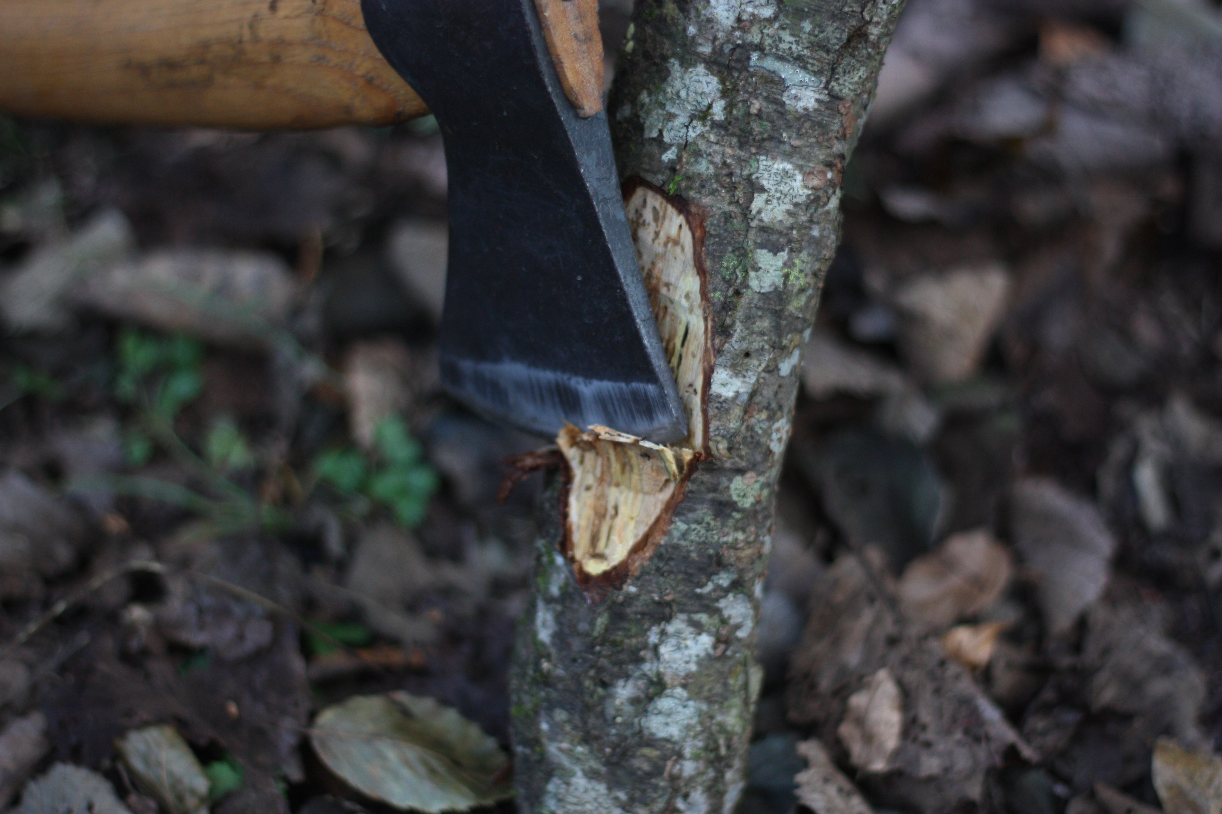 筆者が手斧でブッシュクラフトをしている。