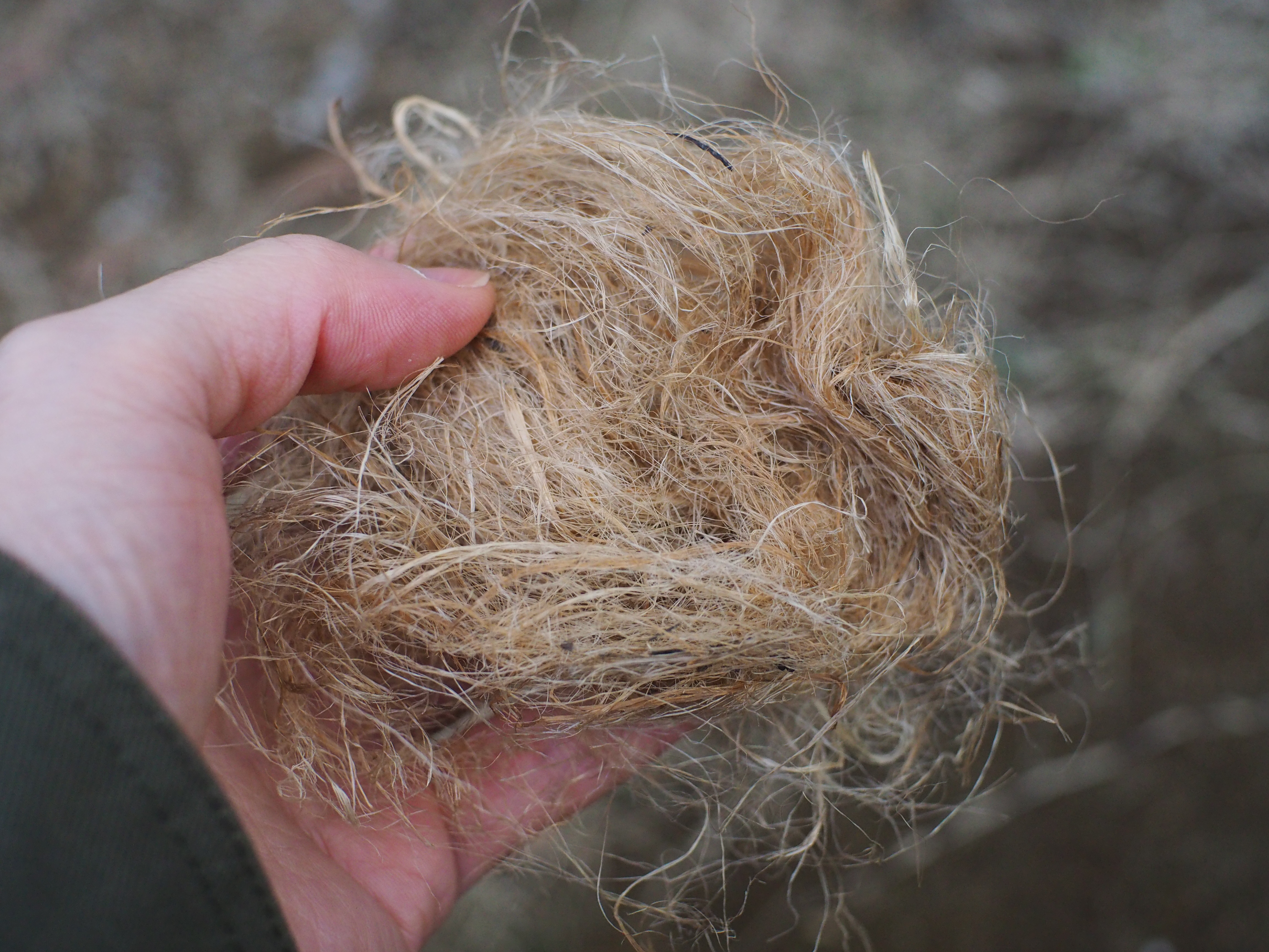 筆者が麻ヒモをほぐしたものを持っている